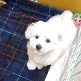 ビションフリーゼ