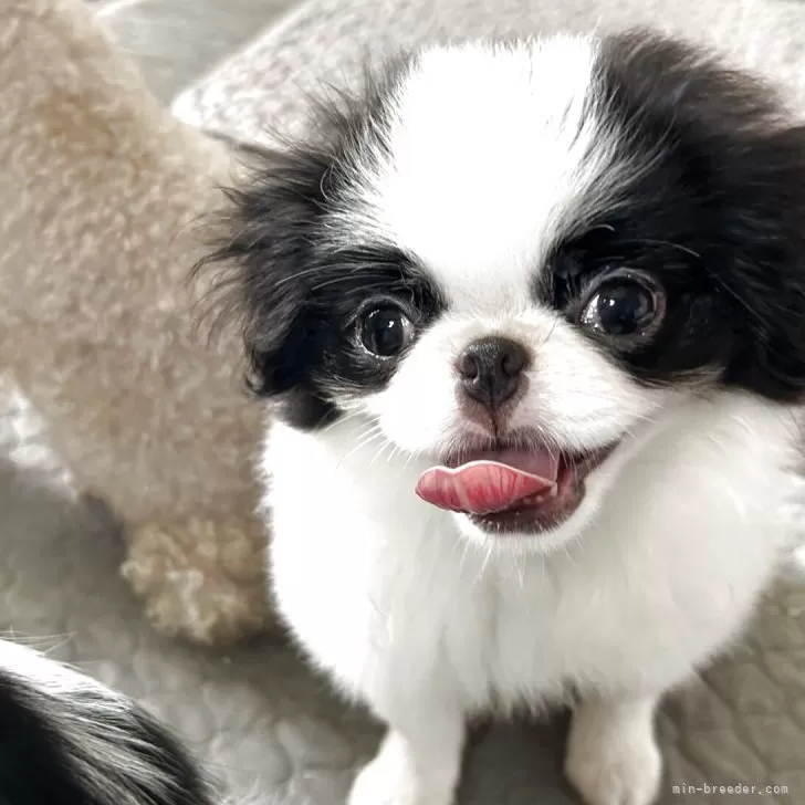 H.I 様のお迎えした子犬