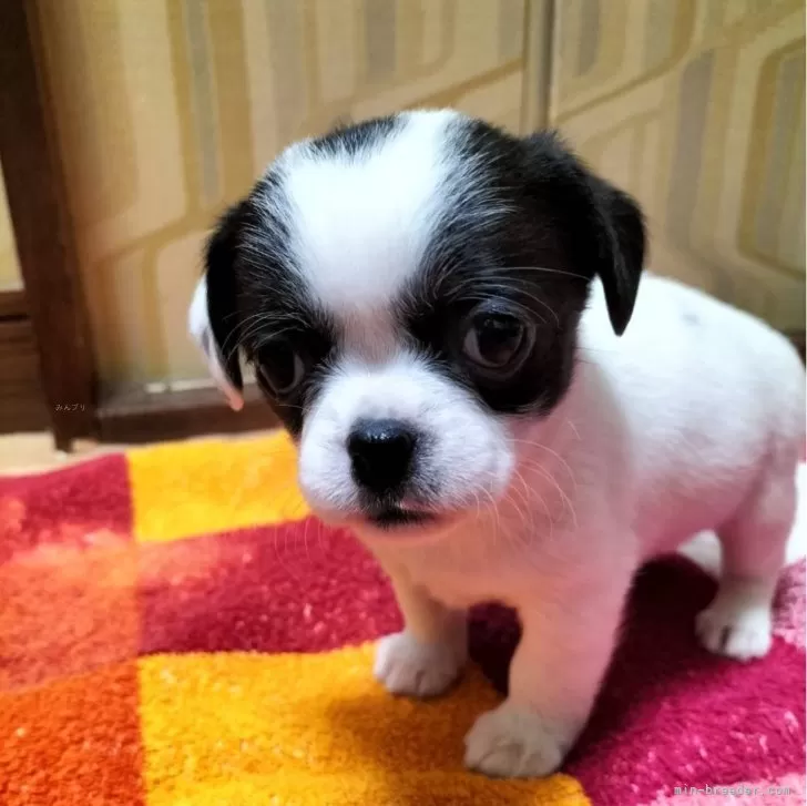 ID:2502-01006の子犬