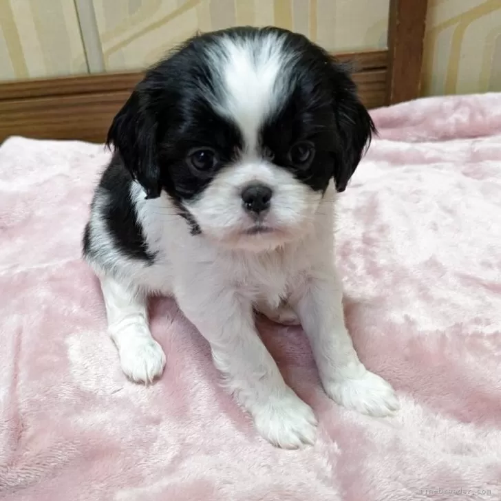 ID：2504-06309の子犬