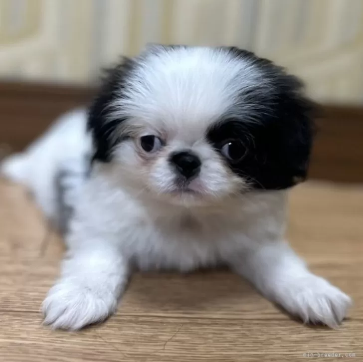 I.S 様のお迎えした子犬