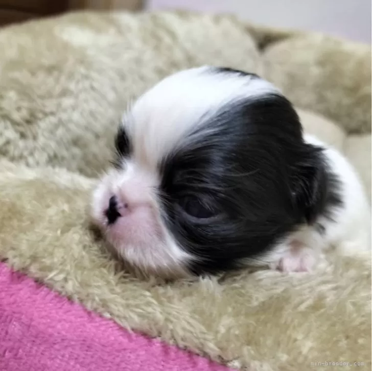 KKCMM 様のお迎えした子犬