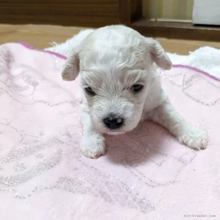 ID：2507-07942の子犬