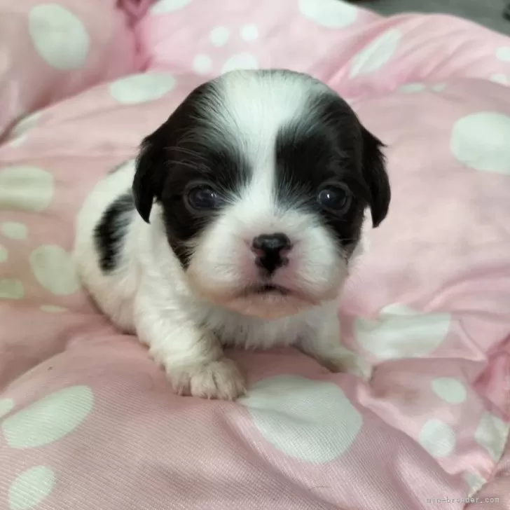ID：2502-01009の子犬