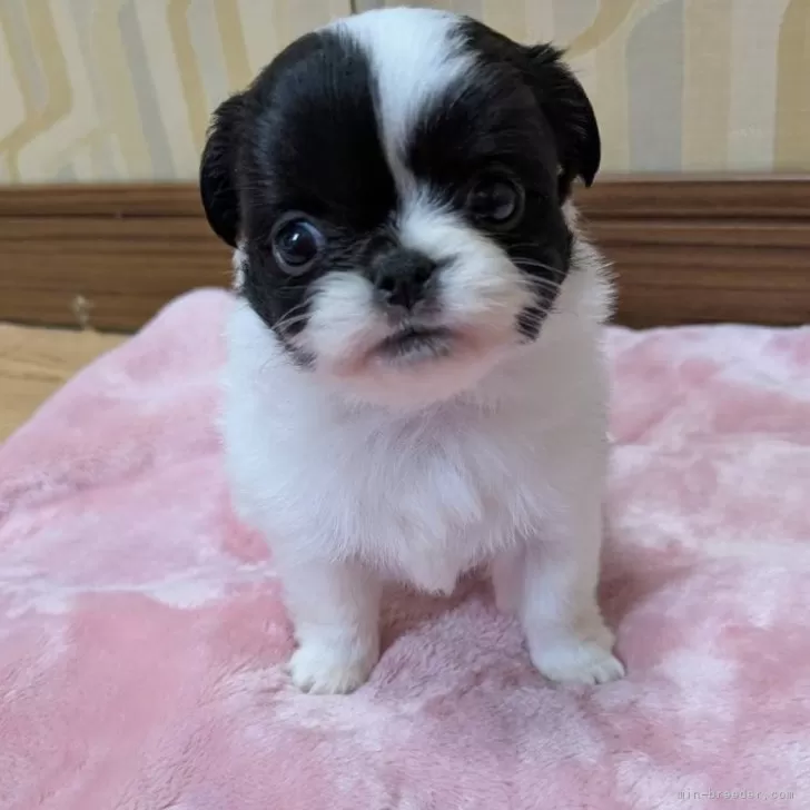 ID：2504-06300の子犬