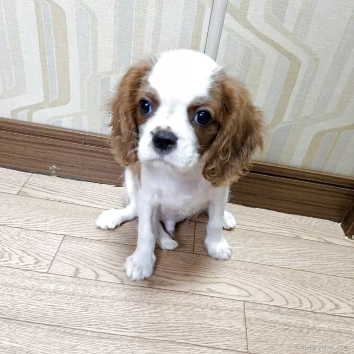 ID：2507-01360の子犬