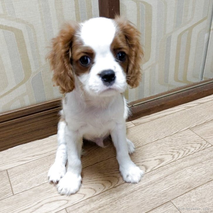 ブリーダー画像