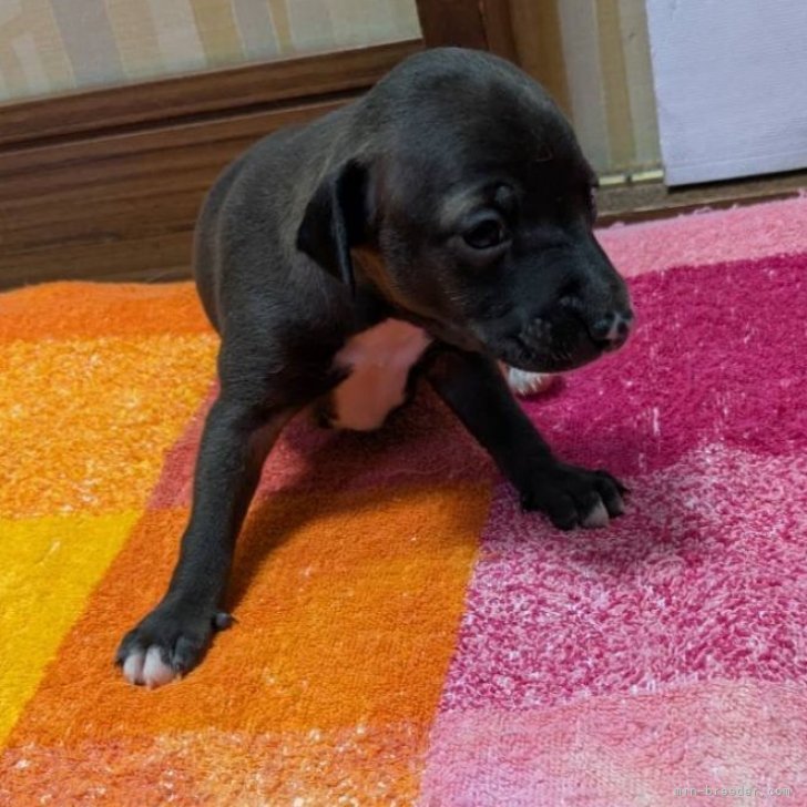 ブリーダー画像