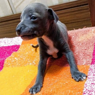 イタリアングレーハウンド【宮城県・男の子・2025年10月23日・ブルー&ホワイト】の写真「眼が開きました♪これから画像を更新していきます。」