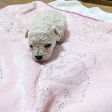 ボロニーズ【宮城県・男の子・2025年7月8日・ホワイト】の写真「眼が開きました♪これから画像を更新していきます。」