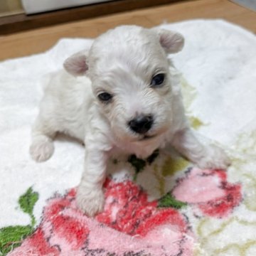 ボロニーズ【宮城県・男の子・2025年7月8日・ホワイト】の写真「眼が開きました♪これから画像を更新していきます。」