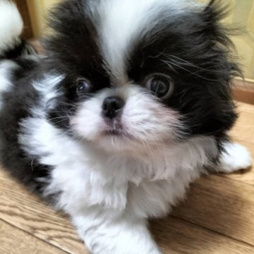 狆(チン)【宮城県・男の子・2024年10月8日・白黒】の写真「離乳食も始まり元気に育っています♪」