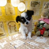 チワワ(スムース)