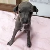 イタリアングレーハウンド