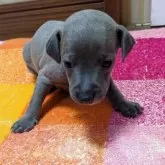 イタリアングレーハウンド【宮城県・男の子・2025年10月23日・ブルー&ホワイト】の写真1