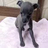 イタリアングレーハウンド