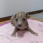 イタリアングレーハウンド