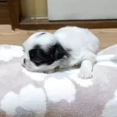 狆(チン)【宮城県・男の子・2025年11月24日・白黒】の写真2