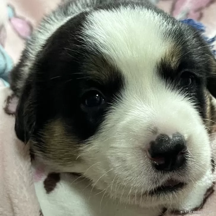 ID：2409-08250の子犬