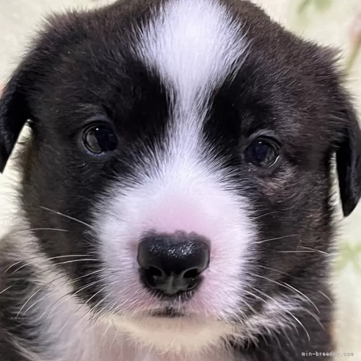 ID：2409-02420の子犬