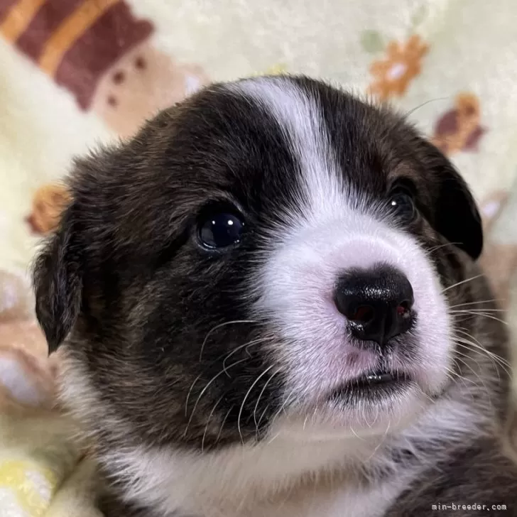 ID:2409-02430の子犬