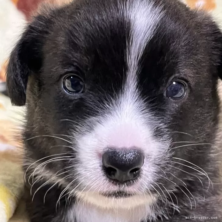 ID:2409-02421の子犬