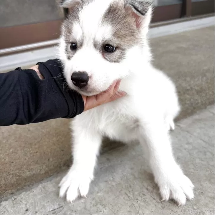 ID：2506-04910の子犬