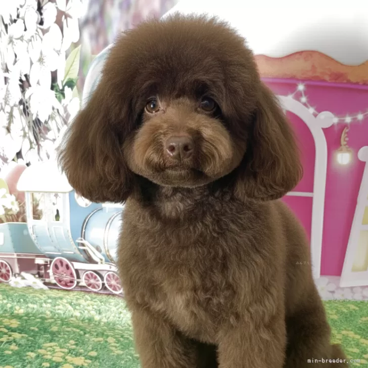 トイプードル(トイ)【奈良県・男の子・2025年7月16日・ブラウン】の写真1