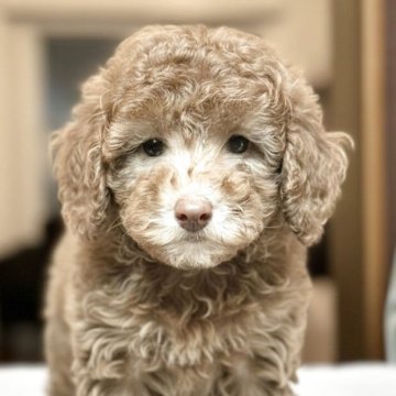 トイプードル(トイ)【奈良県・男の子・2025年7月28日・カフェオレ】の写真「🎄 X’mas特別キャンペーン🎁最終価格 ✨」