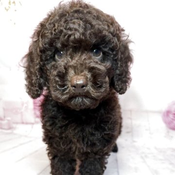 トイプードル(トイ)【奈良県・男の子・2025年7月16日・ブラウン】の写真「🐾レアカラー✨ブラウンの人懐っこい男の子🐾」