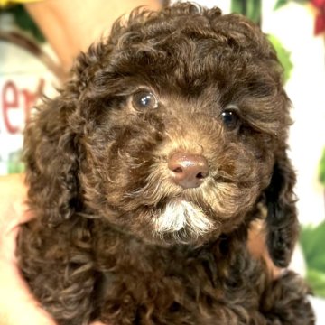 トイプードル(トイ)【奈良県・男の子・2025年7月28日・ブラウン】の写真「ダンディーすぎる白ひげくん✨」