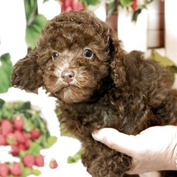 トイプードル(トイ)【奈良県・女の子・2025年7月28日・ブラウン】の写真「🩷愛され上手なブラウンガール🩷」