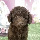 トイプードル(トイ)