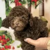 トイプードル(トイ)