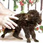 タイニープードル【奈良県・男の子・2025年7月28日・ブラウン】の写真4