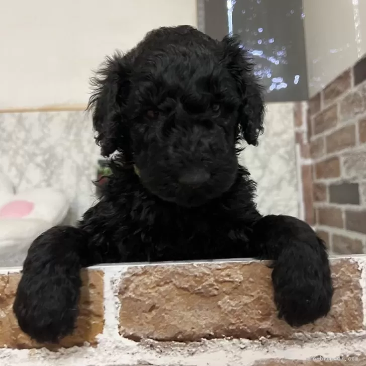 ID：2502-00391の子犬