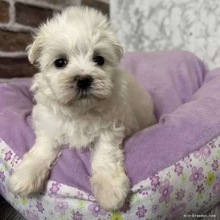 ID：2508-07365の子犬