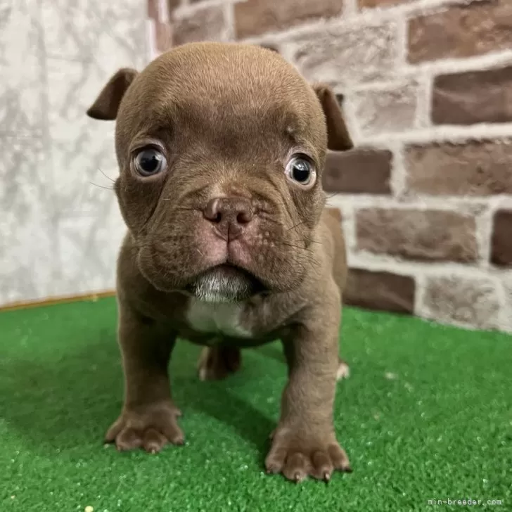 ID:2502-01898の子犬