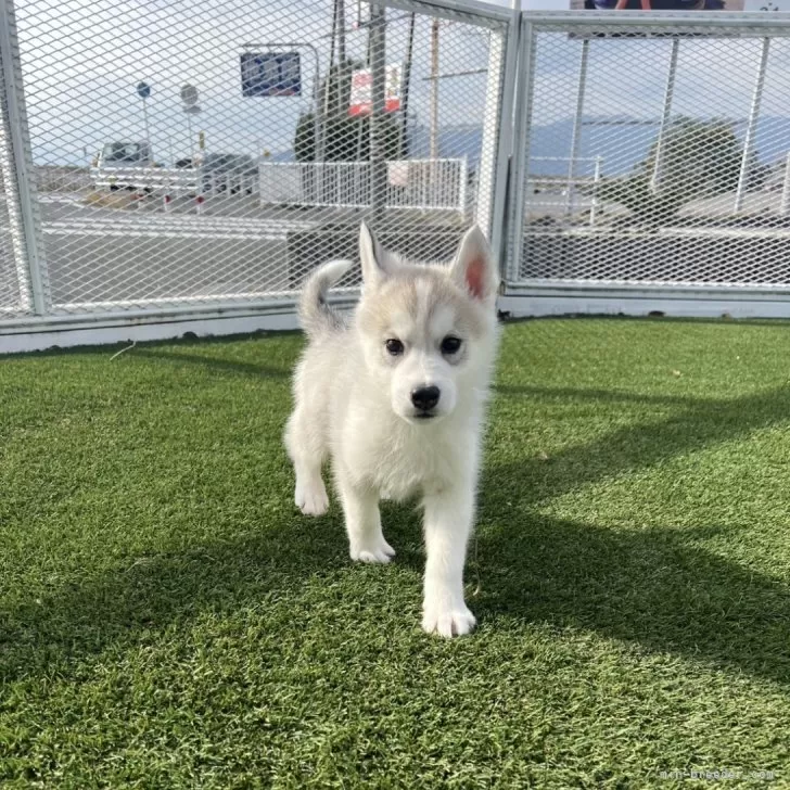 ID：2411-06386の子犬