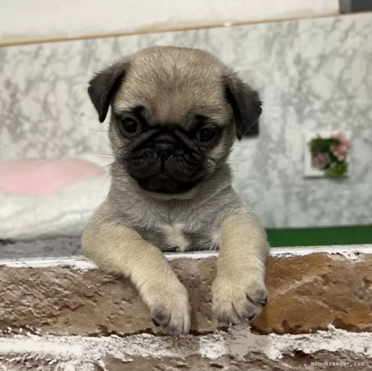 ID：2412-01430の子犬