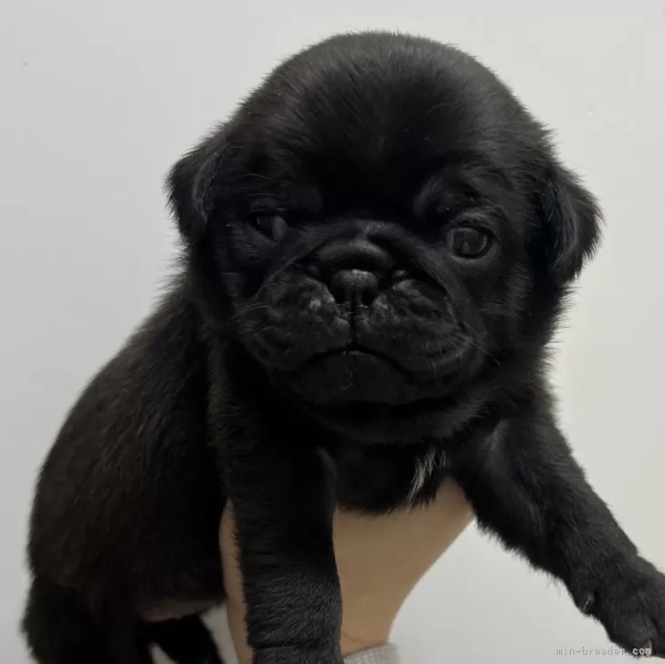 ID:2503-06233の子犬