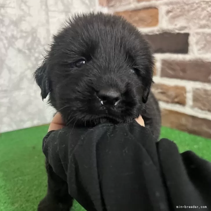 ID:2508-00055の子犬