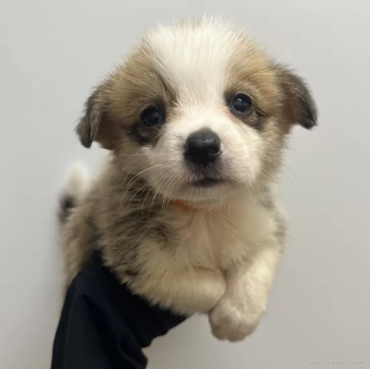 ID:2507-03842の子犬