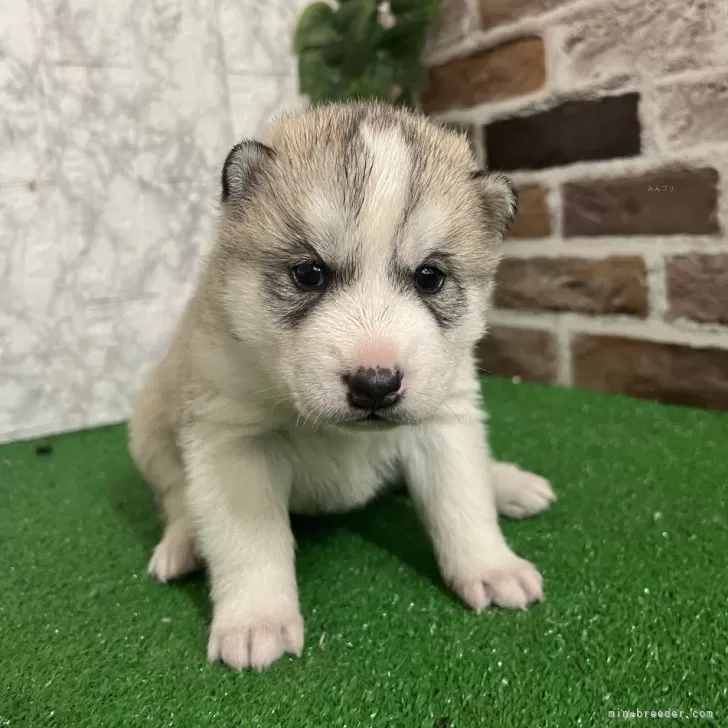 ID：2505-01672の子犬