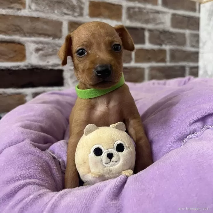 ミニチュアピンシャー【愛知県・女の子・2025年8月26日・レッド】の写真1