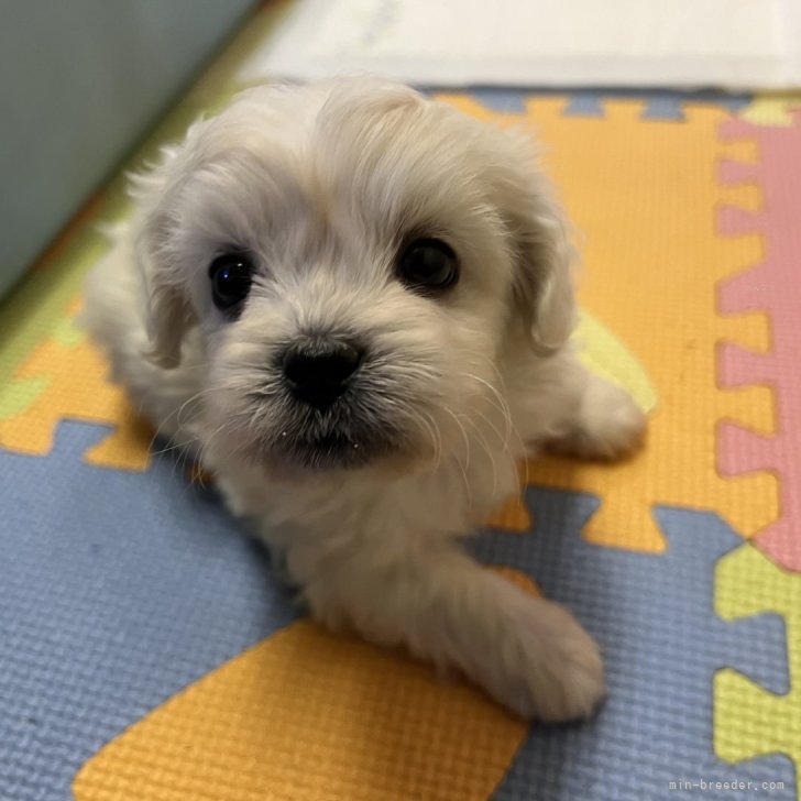 ブリーダー画像