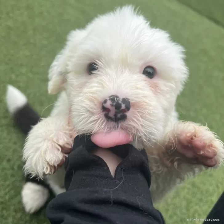 ID：2505-03014の子犬