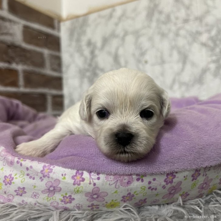 ブリーダー画像