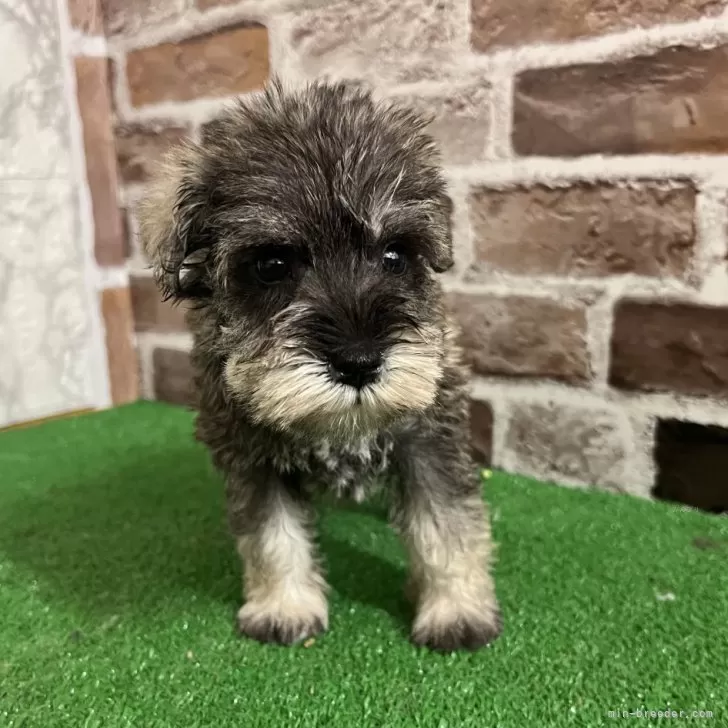 ID：2508-05331の子犬