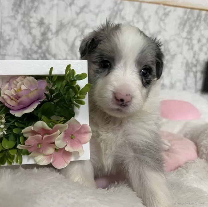 ID：2502-02873の子犬